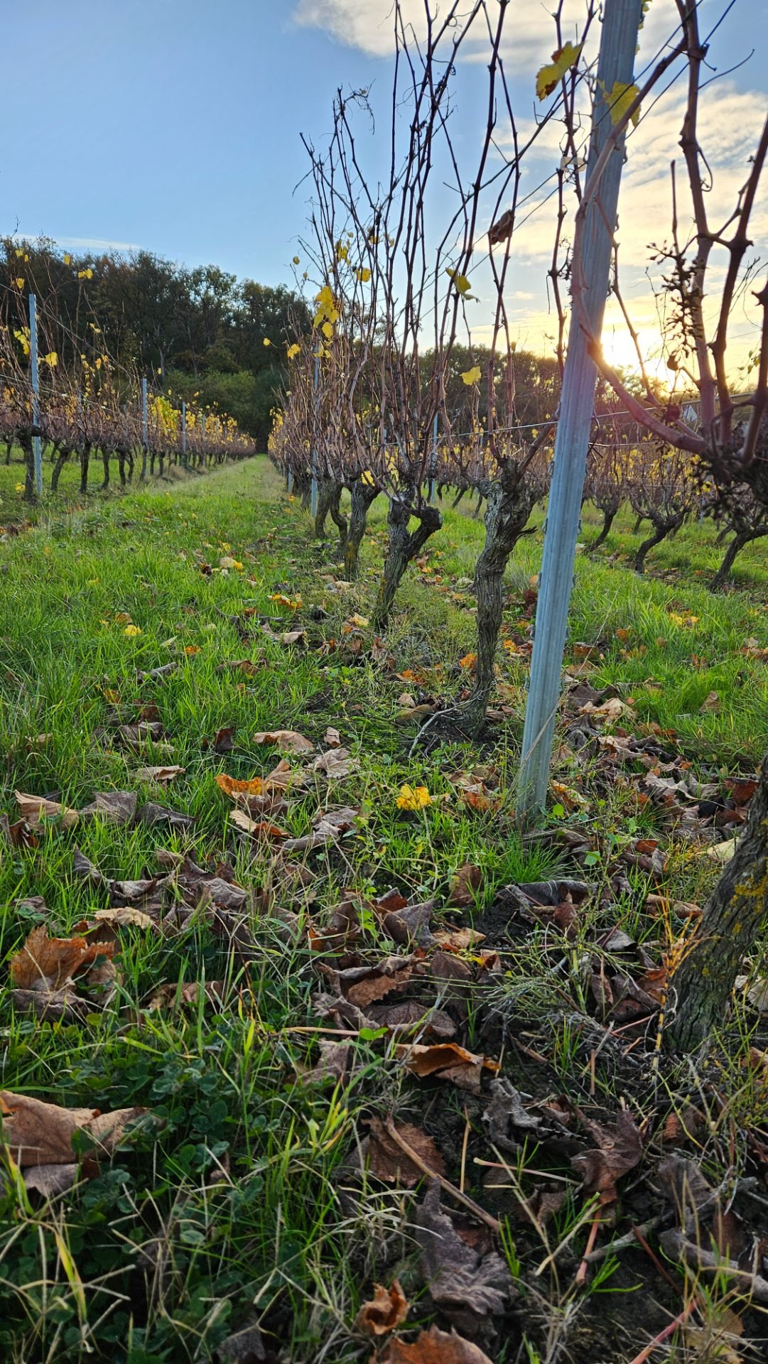 Feuilles de vigne dorées au coucher du soleil