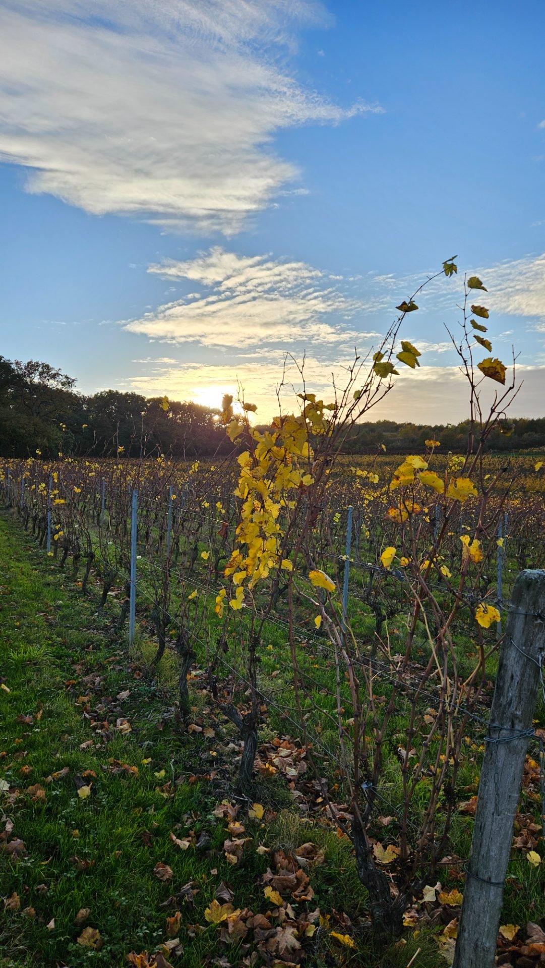 Vigne en automne