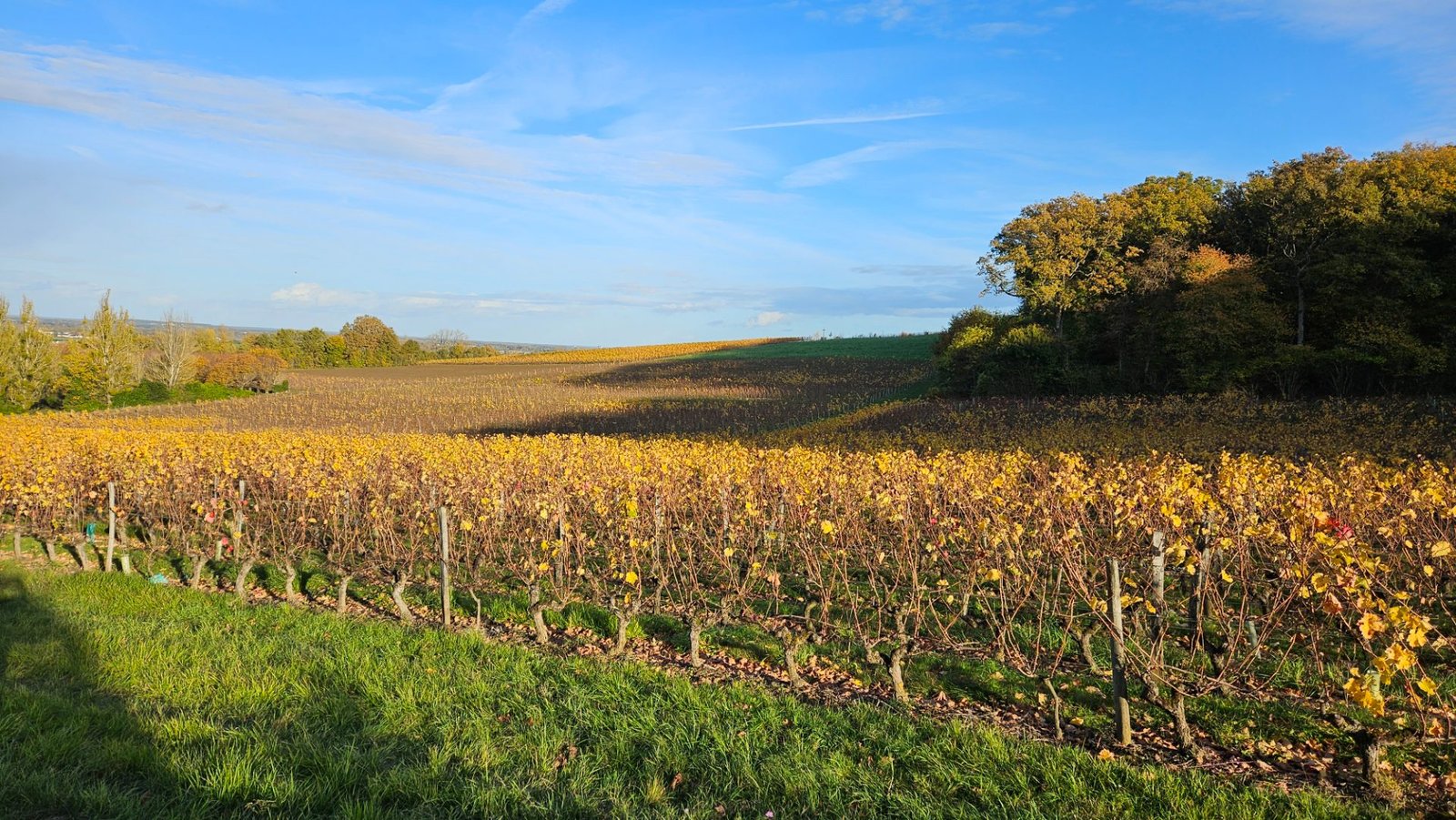 Vignoble d'Anjou aux couleurs d'automne sous un ciel bleu