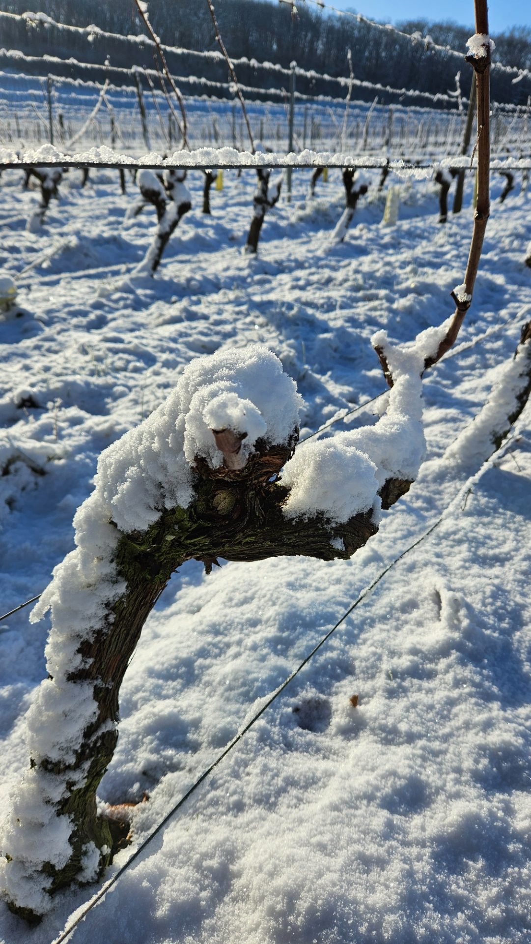 Cep de vigne couvert de neige